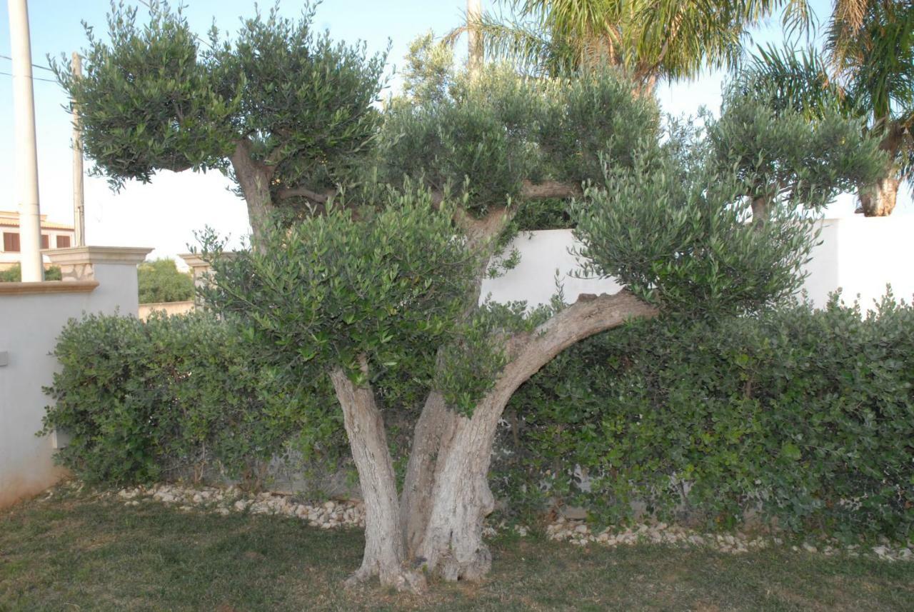 Oasi Tortuga Apartment Mazara del Vallo Bagian luar foto